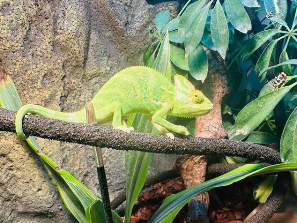 Image 6 of 6 month old male veiled chameleon