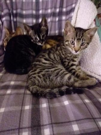 Image 4 of Bengal mix kittens for sale