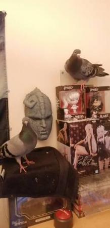 Image 2 of Rescued Pigeons to go to a good home.