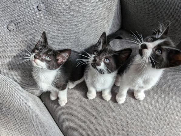 Image 1 of Kittens now ready for new homes