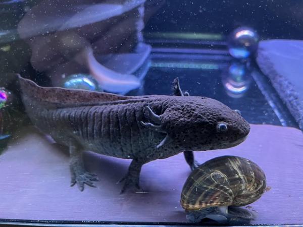 Image 8 of 2 year old Male axolotls available- various colours.