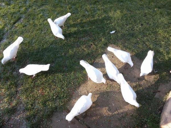 Image 4 of White pigeons 1 year to 3 years old.