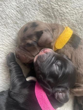 Image 2 of NEW LITTER - COCKER SPANIEL PUPPIES