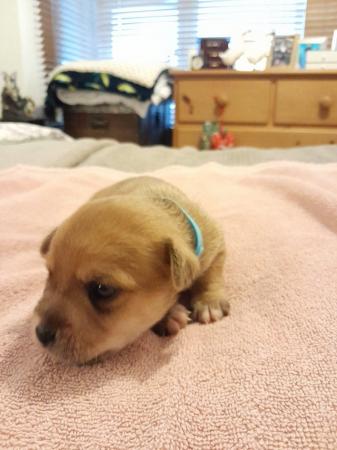 Image 10 of Chihuahua x Yorkshire terrier