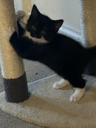Image 5 of Tuxedo kittens ready to go to a forever home