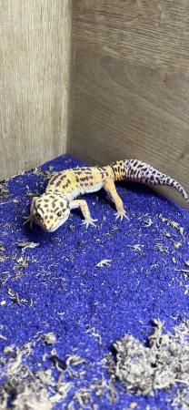 Image 2 of male leopard gecko with 3 ft viv, equip, heated with light.