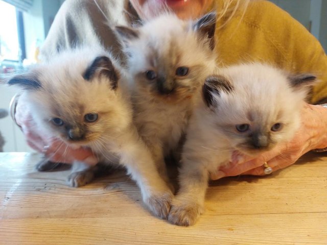 Preview of the first image of PEDIGREE RAGDOLL KITTENS.