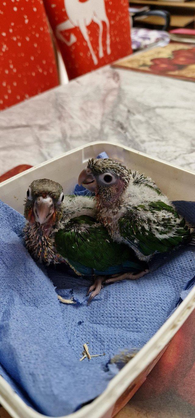 Preview of the first image of Handreared tame Green Cheek Conure for sale.