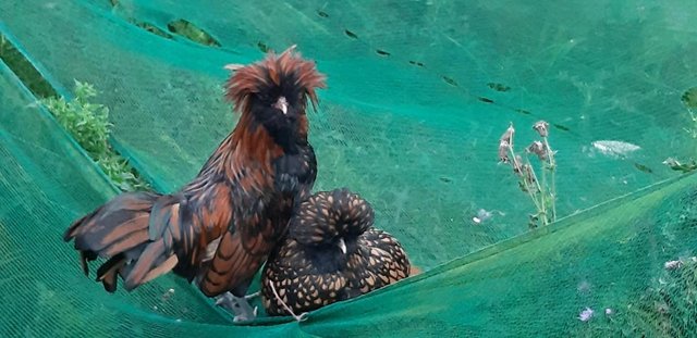 Image 3 of Show Quality Pure gold Laced Polish Hen Cockerel Rooster POL