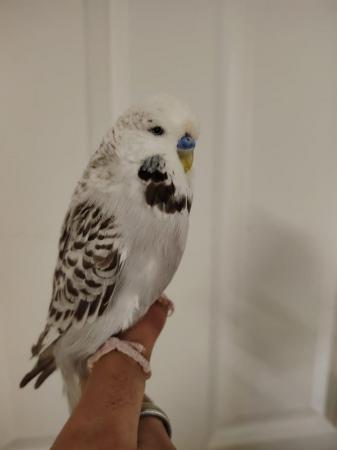 Image 4 of Beautiful Hand Tame Exhibition Budgie