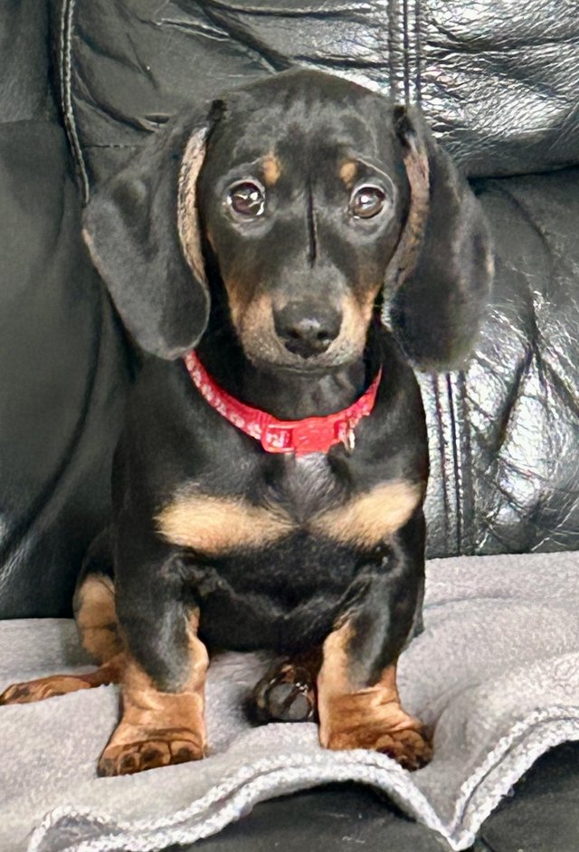Preview of the first image of For sale Male Standard Dachshund Puppies.