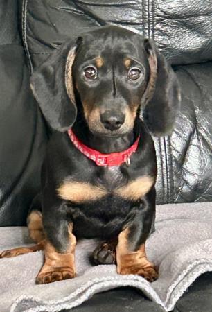Image 1 of For sale Male Standard Dachshund Puppies