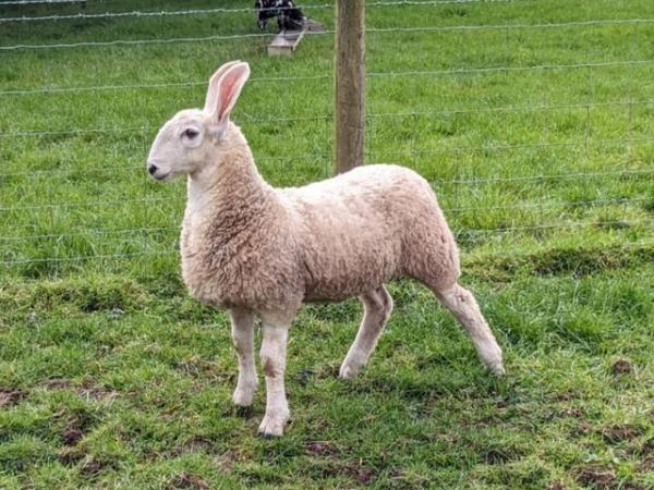 Image 5 of Border Leicester Ewe Lambs For Sale