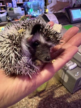 Image 10 of CUTE BABY AFRICAN PYGMY HEDGEHOGS