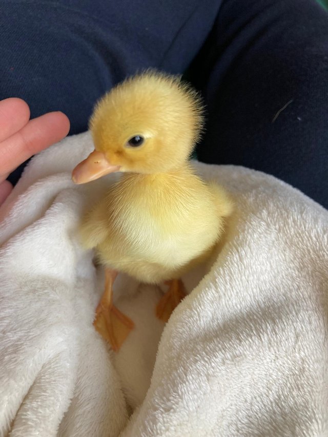 Preview of the first image of White Campbell sexed female ducklings hatched 17/04/24.