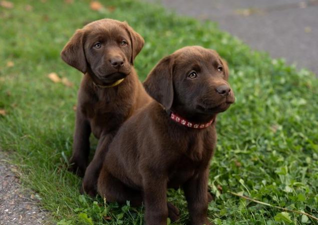 Image 3 of FTCH'S Champions bloodline Labrador puppies