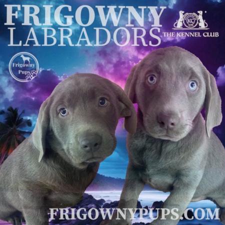 Image 12 of **PRICE REDUCED** Stunning Silver Labrador Boys