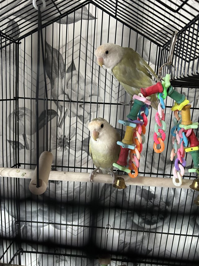 Preview of the first image of Pair of Baby love birds 2cages food and toys.