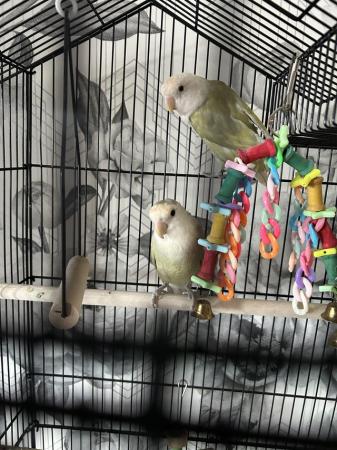 Image 1 of Pair of Baby love birds 2cages food and toys