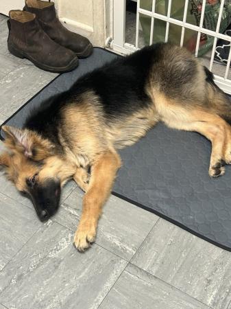 Image 1 of 10month old German shepherd for rehoming