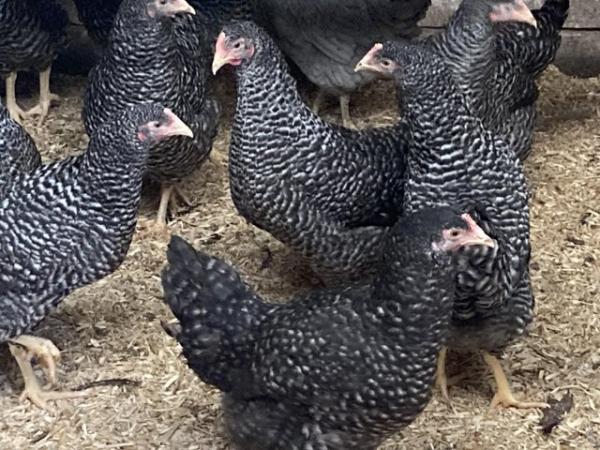 Image 3 of POL pullets bred to lay various colours