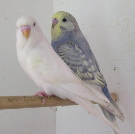 Image 1 of Young Budgies Ready To Go To New Homes