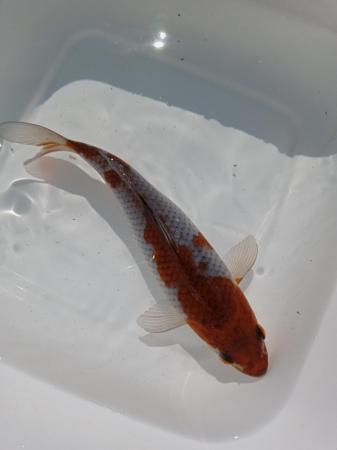 Image 4 of Koi fish       (around 6 Inch)