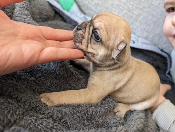 Image 6 of KC REGISTERED french bulldog puppies