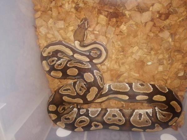 Image 2 of 4 Female proven breeding Royal Pythons