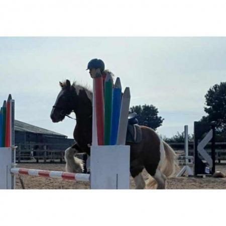 Image 4 of 13.1hh coloured cob perfect second pony