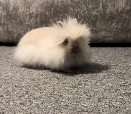 Image 2 of Baby girl ready now double man lionhead