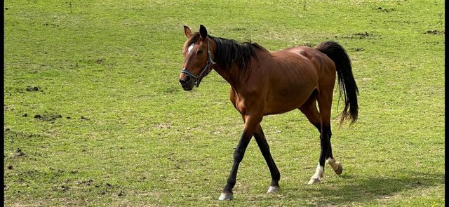 Image 1 of Beautiful 15.3 hands Dutch warmblood mare