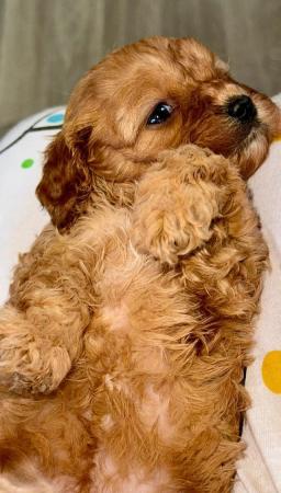 Image 2 of Perfect cavapoo puppies looking 4 new homes