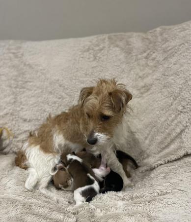 Image 2 of Stunning Jack Russell Terriers