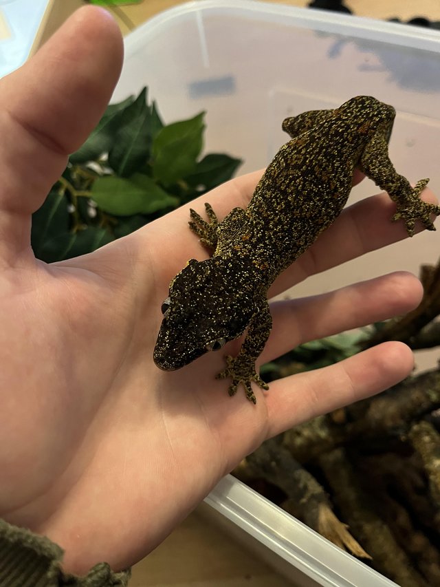 Preview of the first image of Breeding pair of gargoyle geckos.