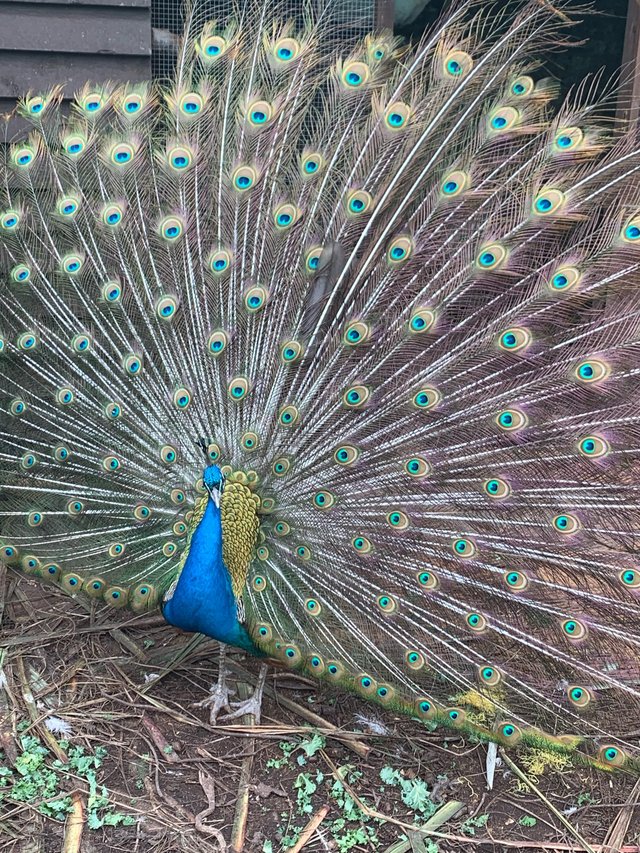 Preview of the first image of 3 year old Indian Blue Peacock.