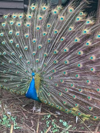 Image 1 of 3 year old Indian Blue Peacock