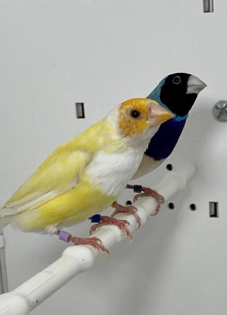 Image 2 of Beautiful pair of Gouldian finches for sale