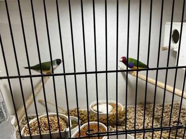 Image 7 of Gouldian finch breeding pairs, normals various. Olours
