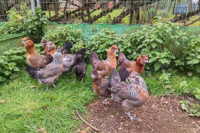 Image 2 of Pullets, hens, chickens: Vorwerk, Araucana, Barnevelder...