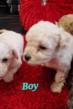 Image 7 of Toy Poodle Puppies, 8 weeks old,