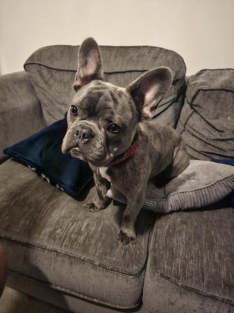 Image 5 of French bulldog for sale