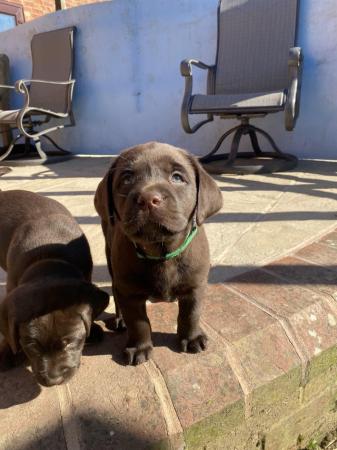 Image 8 of KC Chocolate Labrador puppies for sale Kennel Club Registere