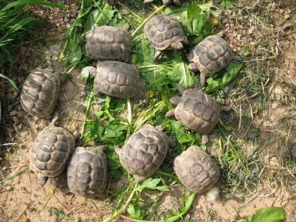 Image 2 of Baby Spur-thigh Tortoises for sale