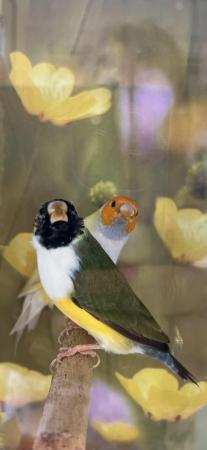 Image 2 of Beautiful unrelated pairs of gouldian finches for breeding