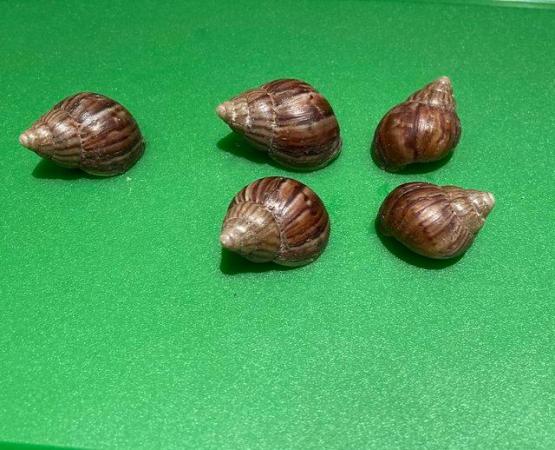 Image 3 of Giant African Land Snail Approx 5/6cm size shell