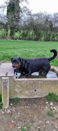 Image 2 of Ralph, male rotty, looking for forever home