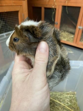 Image 5 of Male Guinea pigs ready in 4 weeks