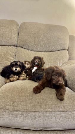 Image 5 of Beautiful F1 cockapoo puppies for sale 4 left