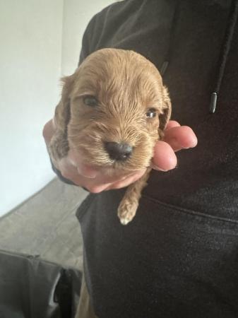 Image 1 of F1b Cockapoo puppies both boys and girls available